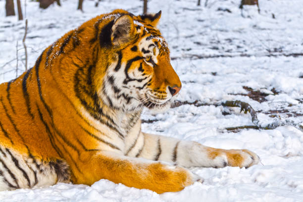 istock Siberian tiger in a snow covered area 1791761989