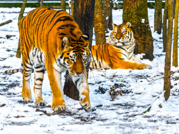 istock Siberian tiger in a snow covered area 1791762916