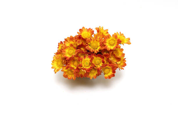 istock Bouquet of chrysanthemum isolated on a white background. 1791763996