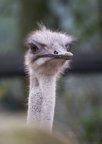 istock Ostrich (Struthio camelus) in the African Savannah 1791764014
