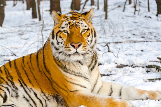 istock Siberian tiger in a snow covered area 1791766661