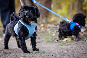 two Bolonka puppies go for a walk on the leash