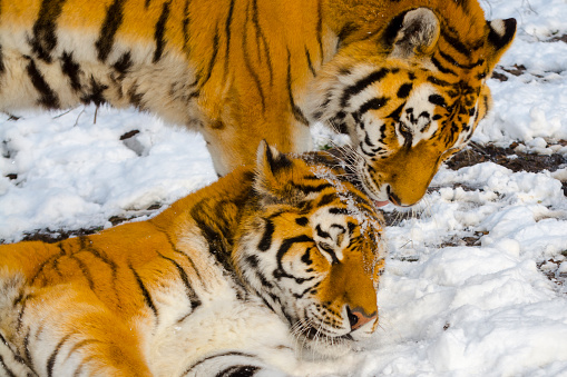 Siberian tigers in winter, its scientific name is Panthera tigris altaica