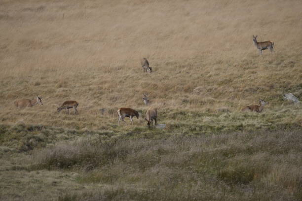 istock Deer family 1791768817
