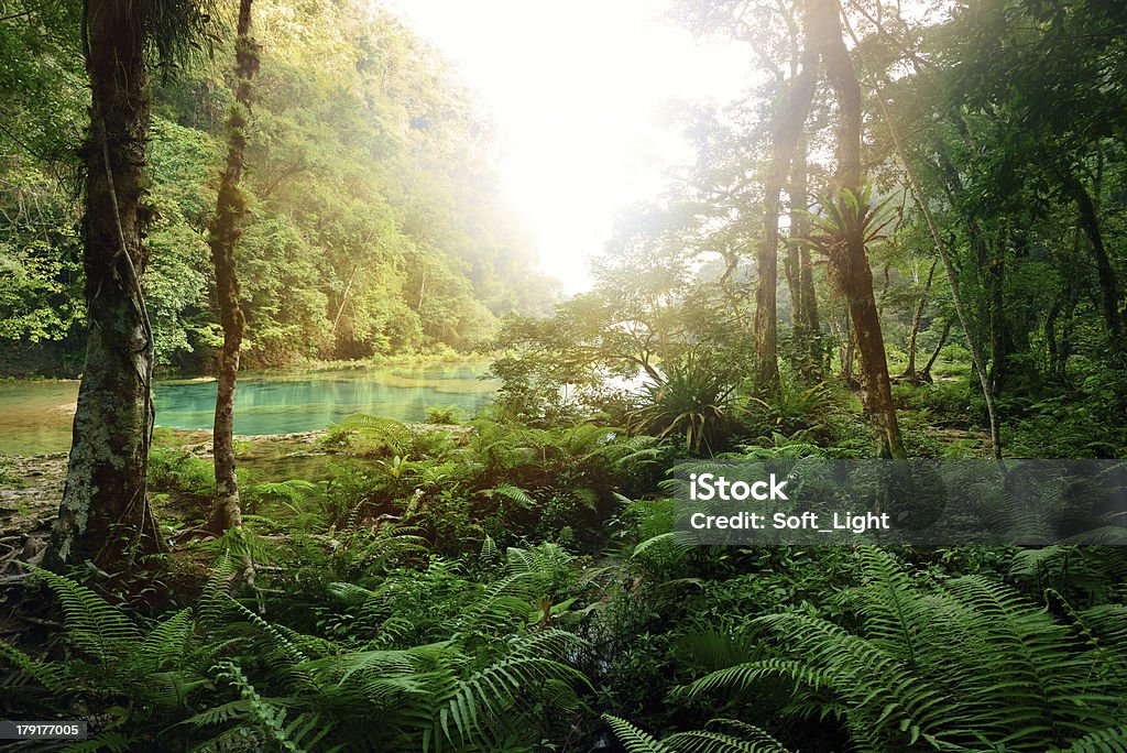 Mystische Maya-Dschungel der nationalen park Semuc Champey Guate - Lizenzfrei Regenwald Stock-Foto