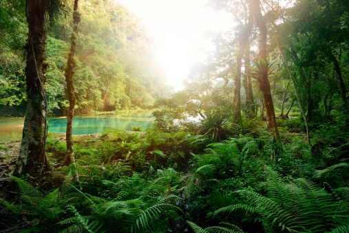 Mysterious Mayan jungle in the national park Semuc Champey Guatemala.