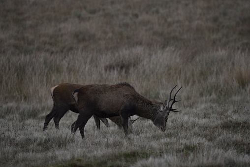 Stag rutting