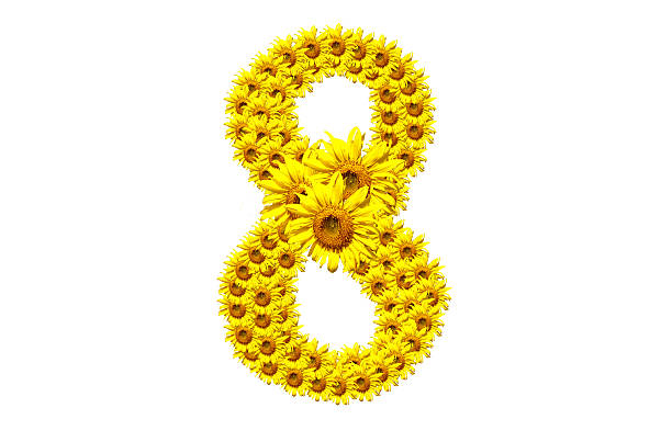 "8" sunflower number stock photo