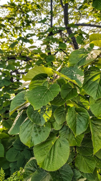 istock Fresh green leaves on bucket branches 1791774130