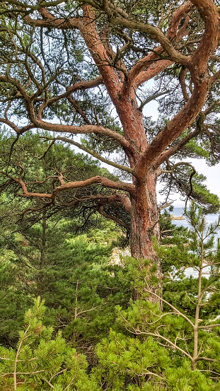 Grave pine among green coniferous trees