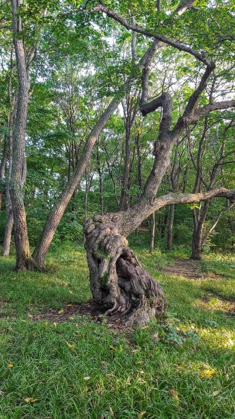 istock Old gnarled tree in the park in summer 1791775729