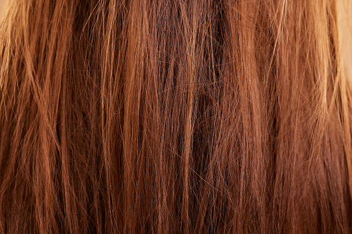 Haircare, texture and beauty closeup of woman with breakage, keratin or hairstyle problem. Dry, macro and female model with messy hair, frizzy or hairloss, damaged or tangled after salon treatment.