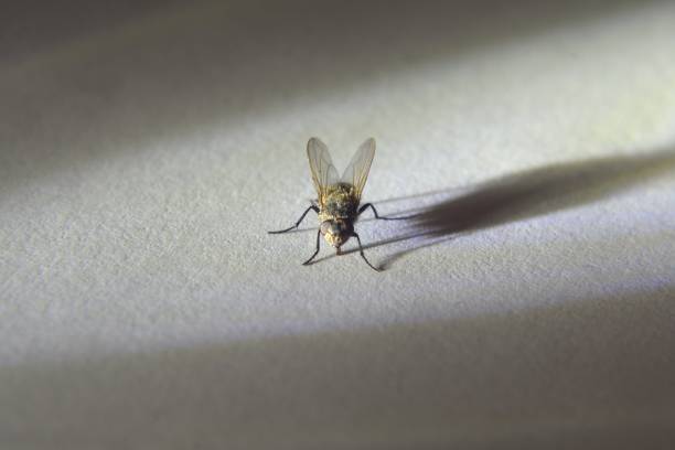 A close-up of a small fly on a pale green leaf, captured in bright natural light. Crisp detail highlights the insect’s tiny form against a softly blurred background.