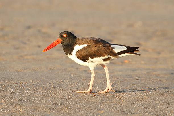 istock American Oystercatcher (Haematopus palliatus) 179178835