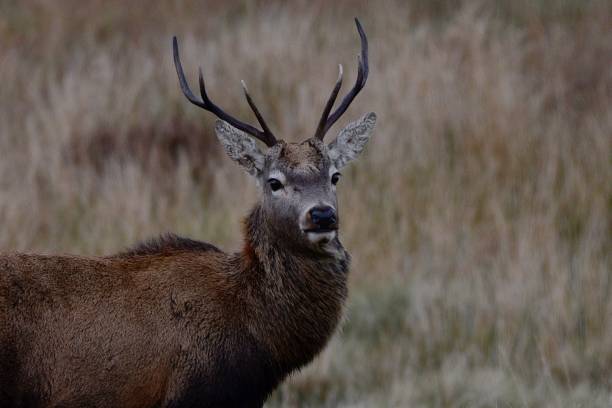 istock Portrait of stag 1791791145