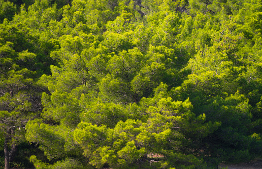 Green pine trees background. It is detail from  islands around while sailing on Adriatic sea in Croatia.  It is central Dalmatia coast not far from big Town Zadar on Croatian mainland.  Adriatic Sea as part of Mediterranean.