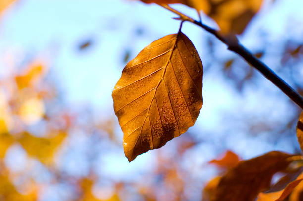 istock Yellow leaf with waterdrops, blurred background during autumn. 1791797961