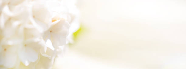 istock Beautiful white hydrangea flowers on blurred background, closeup 1791799055