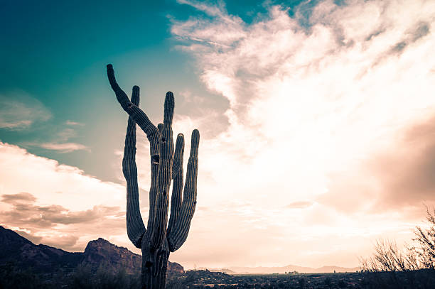 Desert landscape with saguaro in foreground and Phoenix, Az skyline,