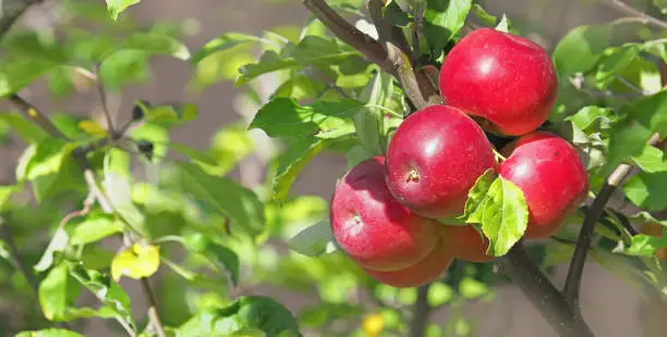 Apple tree with red ripe fruits in orchard in autumn