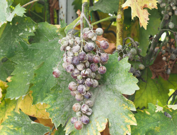Powdery mildew of grape, wine grape diseases or pest, Uncinula necator Powdery mildew of grape, wine grape diseases or pest, Uncinula necator, agriculture pest mildew stock pictures, royalty-free photos & images