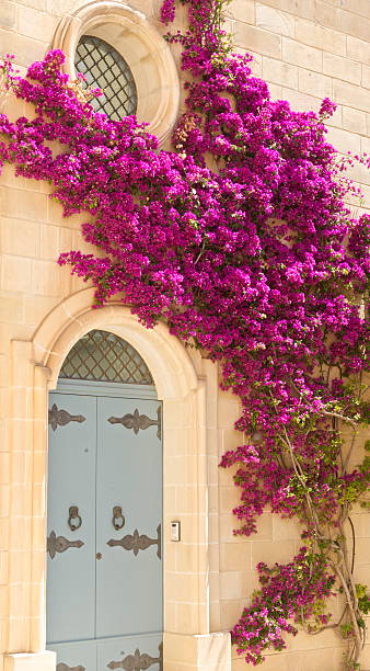 istock Beautiful bougainvillea 179181310