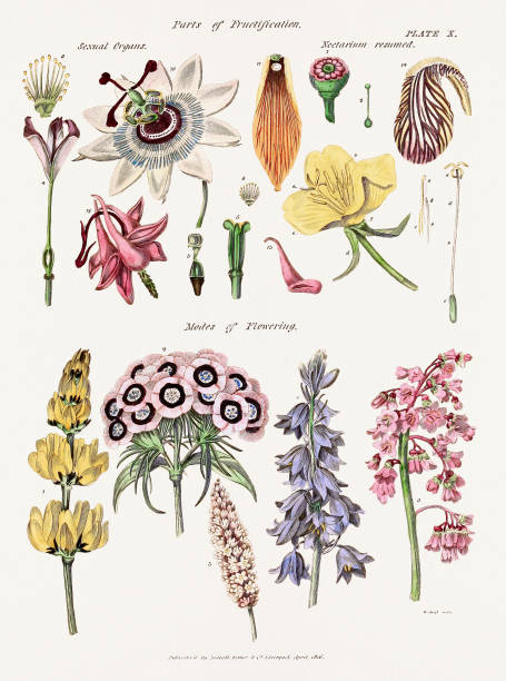 ilustrações de stock, clip art, desenhos animados e ícones de antique botanical illustration depicting the physiology of plants and flowers. circa 1820 - antique old fashioned illustration and painting ancient