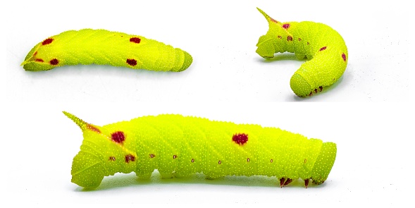 Small eyed sphinx moth - Paonias myops - caterpillar larva lime green color with red spots or dots.  Horned or horn worm silk moth. Isolated on white background three views