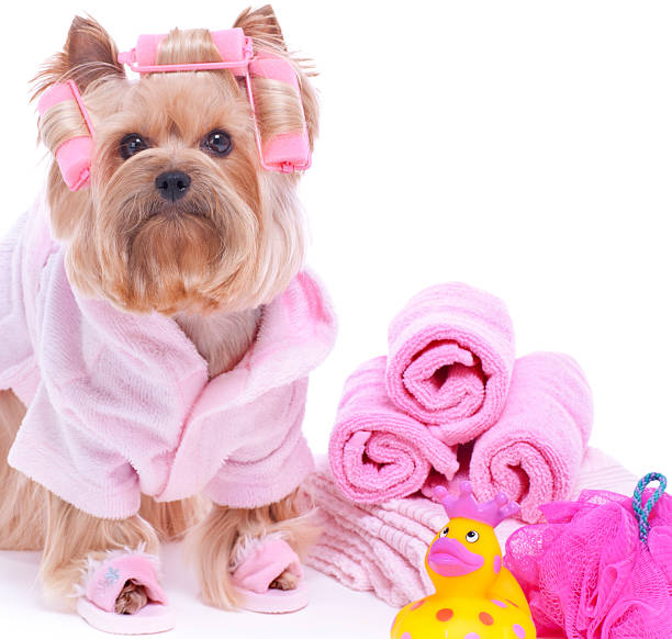 istock Yorkshire Terrier Dog Spa 179182250