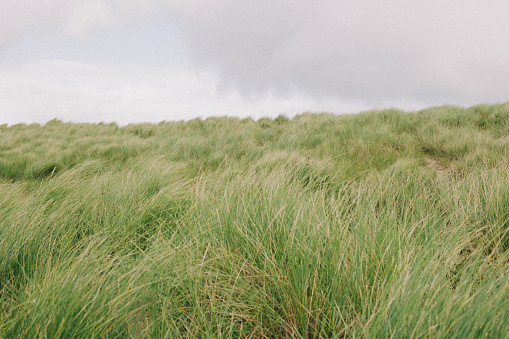 Tall green grass on sand dunes on a remote Scottish Highland beach