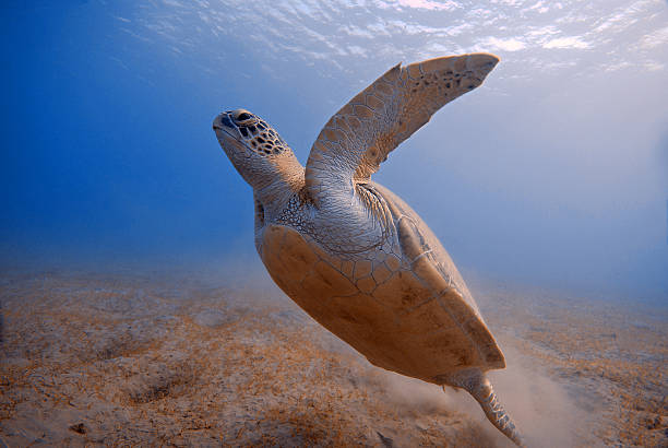 Turtle underwater in Red Sea Egypt turtle underwater starting from the bottom in Red Sea, Egypt dahab photos stock pictures, royalty-free photos & images