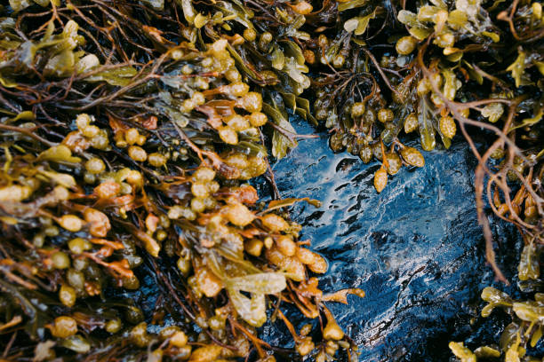 istock Seasweed on rocks on Durness Beach (Scottish Highlands) 1791825469