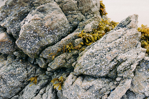 Seasweed on rocks on Durness Beach (Scottish Highlands)