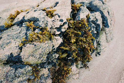 Seasweed on rocks on Durness Beach (Scottish Highlands)