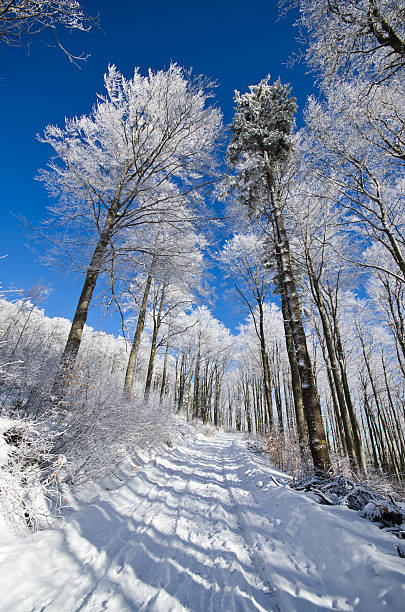 istock Road in forest during the winter 179183402