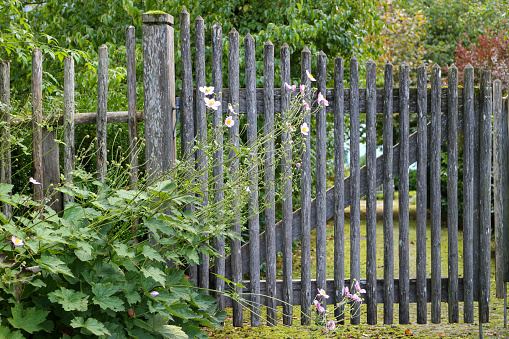 Old weathered overgrown garden gate in a wooden fence