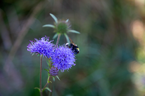 Bumblebee on a Devil's-bit (Succisa pratensis) flower bloom