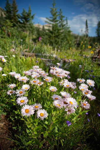 A cluster of fleabane next to the French Pass trail in Colorado.
