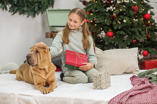 Boxing Day. Shar Pei dog. Merry Christmas and Happy Holidays. Child girl and dog at Christmas.