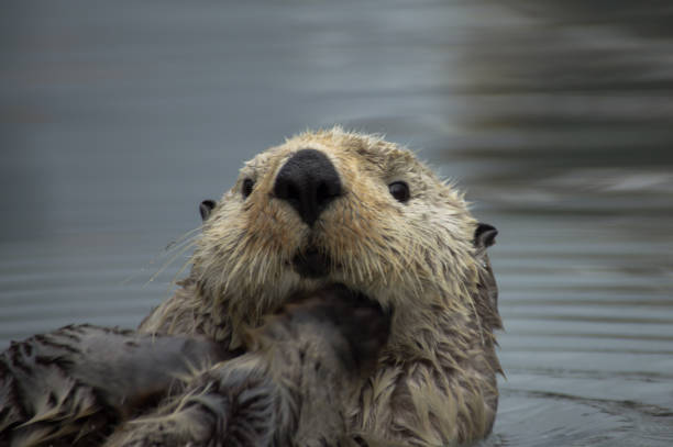 istock Sea otter grooming and inspecting camera 1791856734