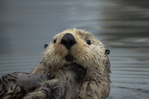 A sea otter inspects the camera while grooming itself in an Alaskan marina in Seward
