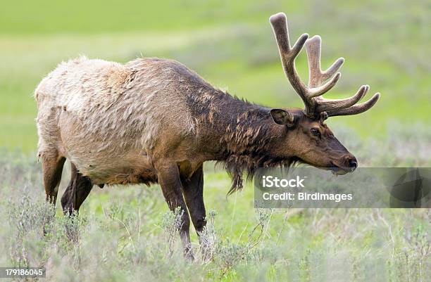 Photo libre de droit de Bull Elk En Velours Au Parc National De Yellowstone banque d'images et plus d'images libres de droit de Animaux à l'état sauvage