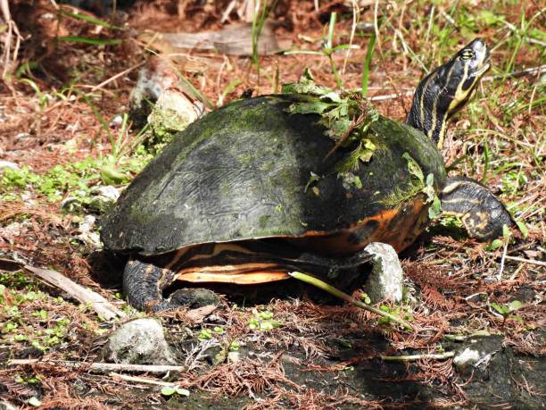 istock Florida Red-bellied Cooter (Pseudemys rubriventris) - resting on land 1791862613