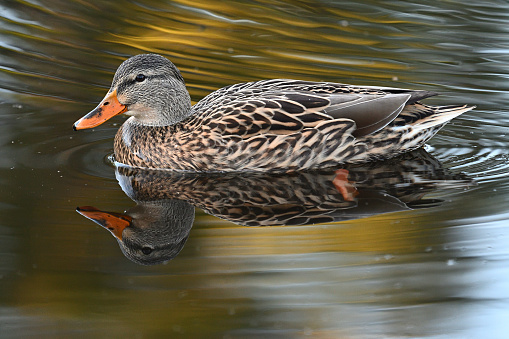Close-up of female mallard duck (Anas platyrhynchos) in pond at a Connecticut nature preserve in autumn, with the fall foliage reflected in the swirling water. Copy space at bottom.
