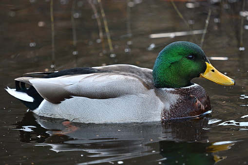 Male mallard duck (Anas platyrhynchos) in pond, close-up, at a Connecticut nature preserve in autumn