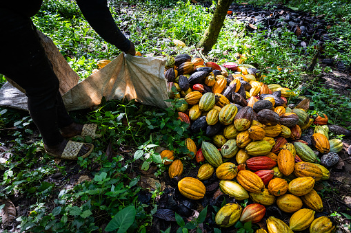 Close-up of cocoa pods collected by a female farmer during the harvest ready to be opened