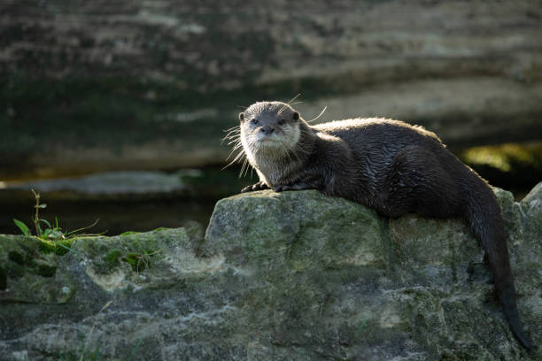 istock Asian small-clawed otter oriental small-clawed otter 1791872527