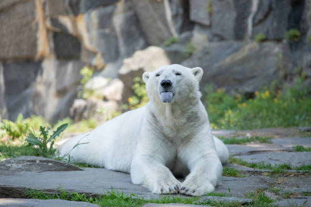 istock Funny polar bear. Polar bear sitting funny pose. 1791872848