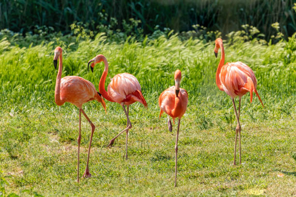 istock flamingos walking in water with green grasses background. 1791872901