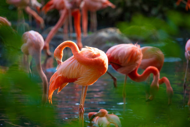 istock flamingos walking in water with green grasses background. 1791873536